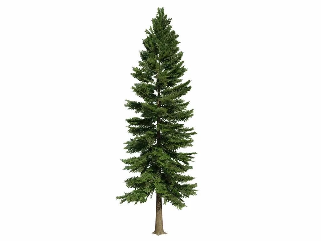 Input image: a tall fir tree