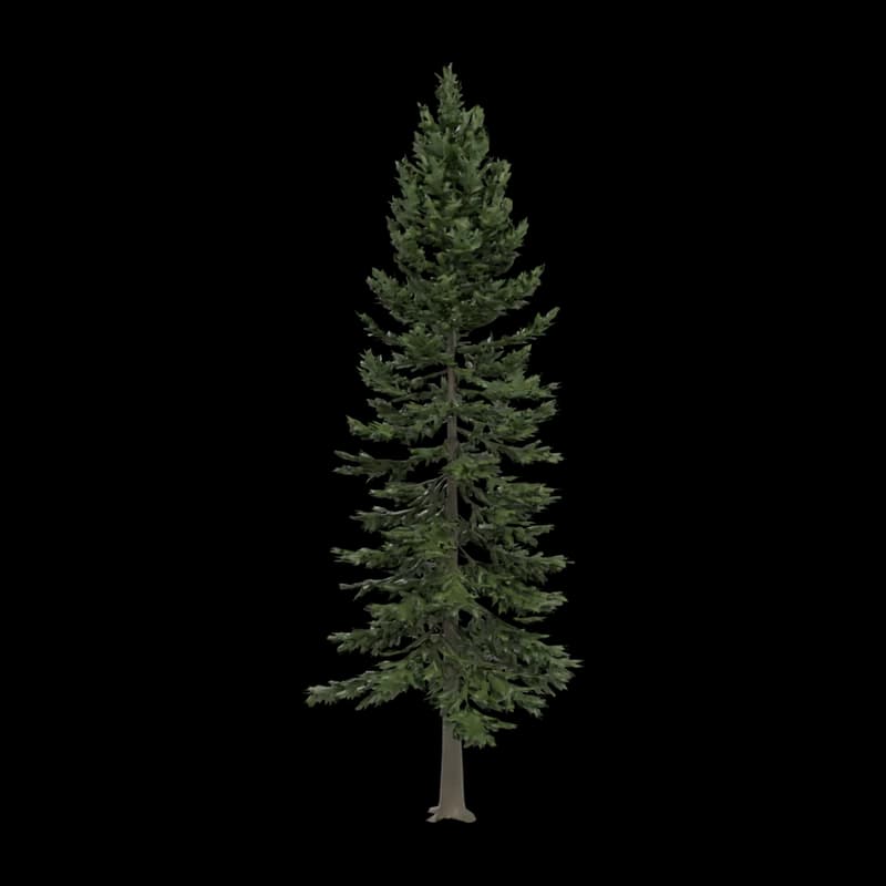 Fir tree
